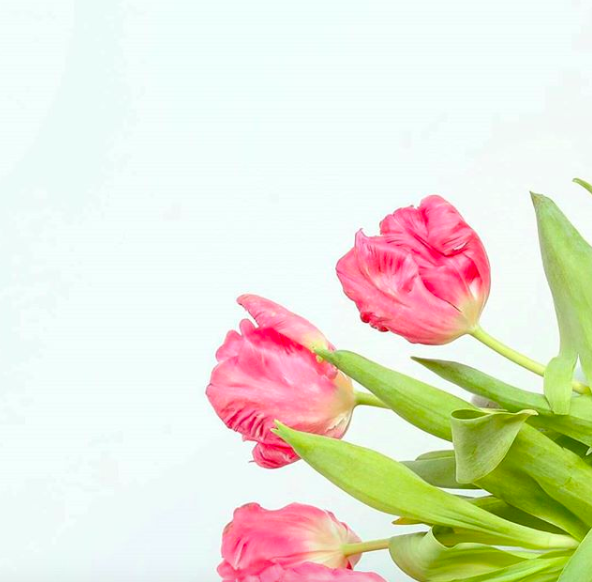 Parrot_Tulips_Grace&Lightness