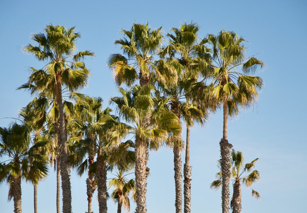 palm-trees_Redondo-Beach_California