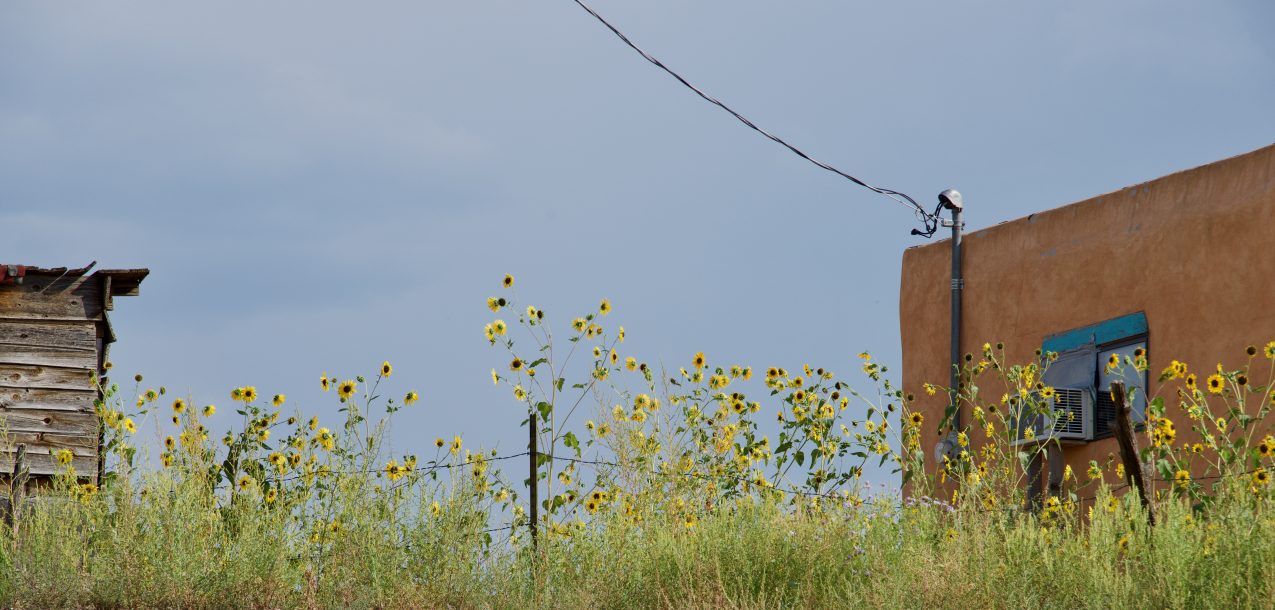 desert-sunflowers-Grace&Lightness