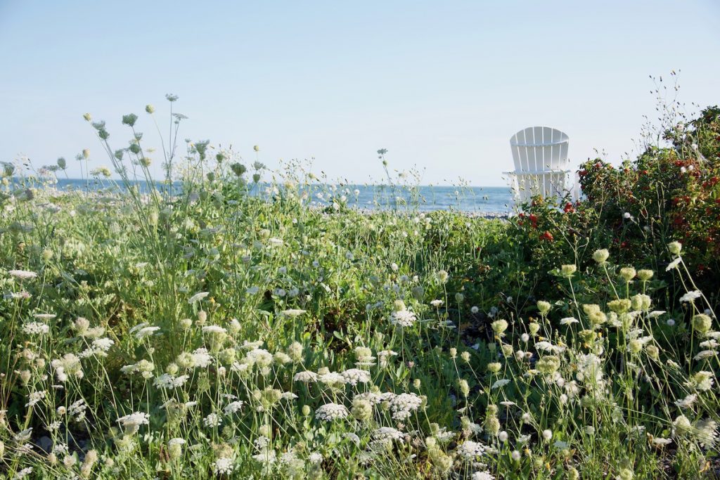 beautiful-adirondack-chair_queen-anns-lace-flowers_new-england-coast