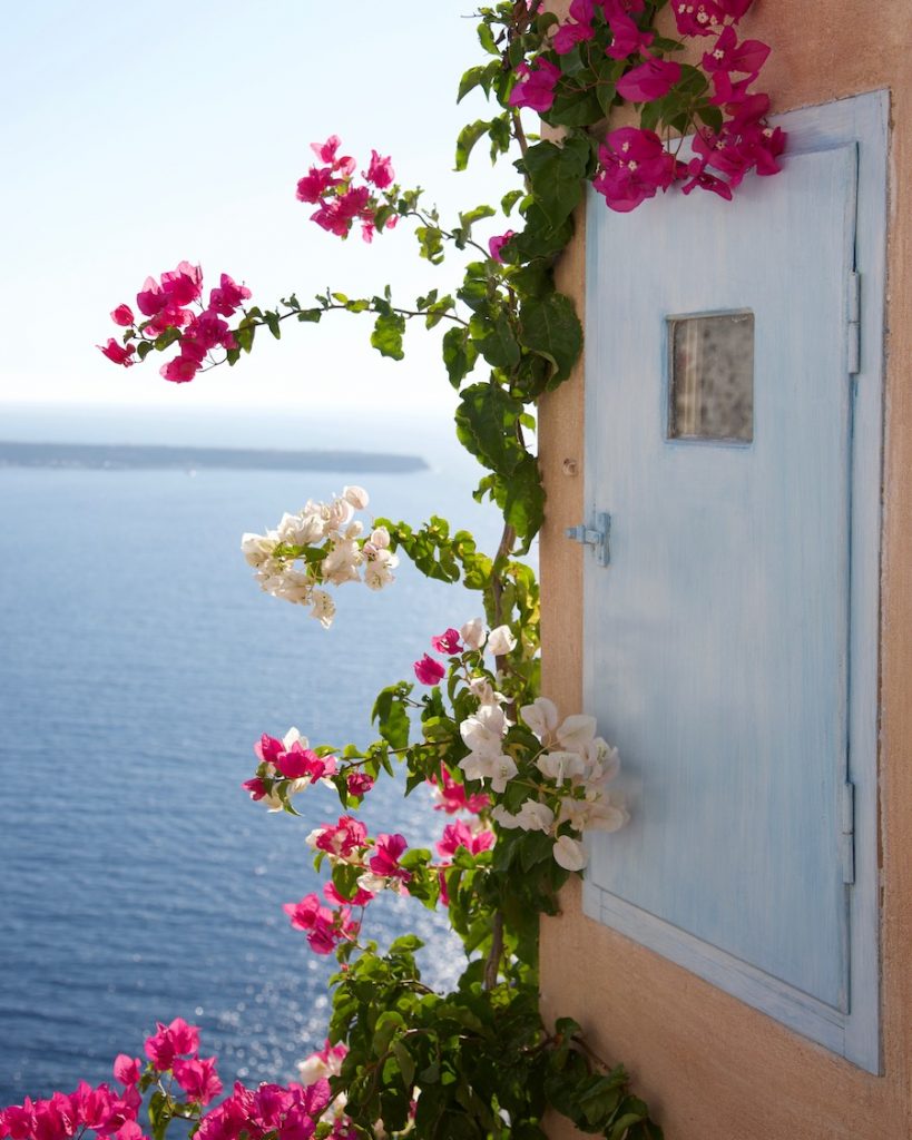 beautiful-pink-bougainvillea_(c)-by-Molly-Beauchemin