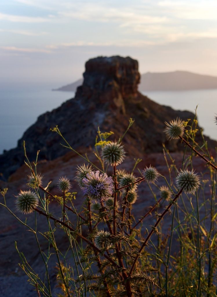 wild-purple-thistles_skaros-rock_imerovigli-oia-greece