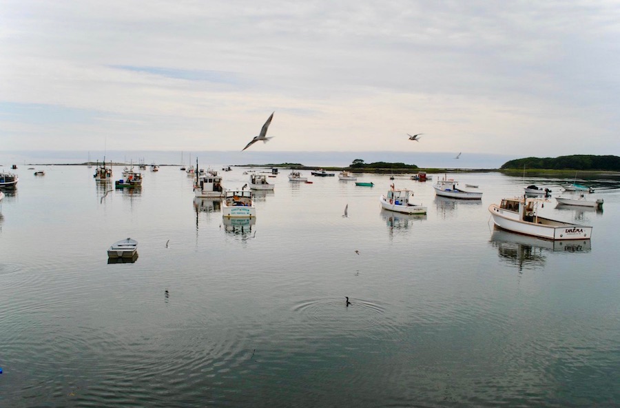 cape-porpoise_pier-77-restaurant-seagulls