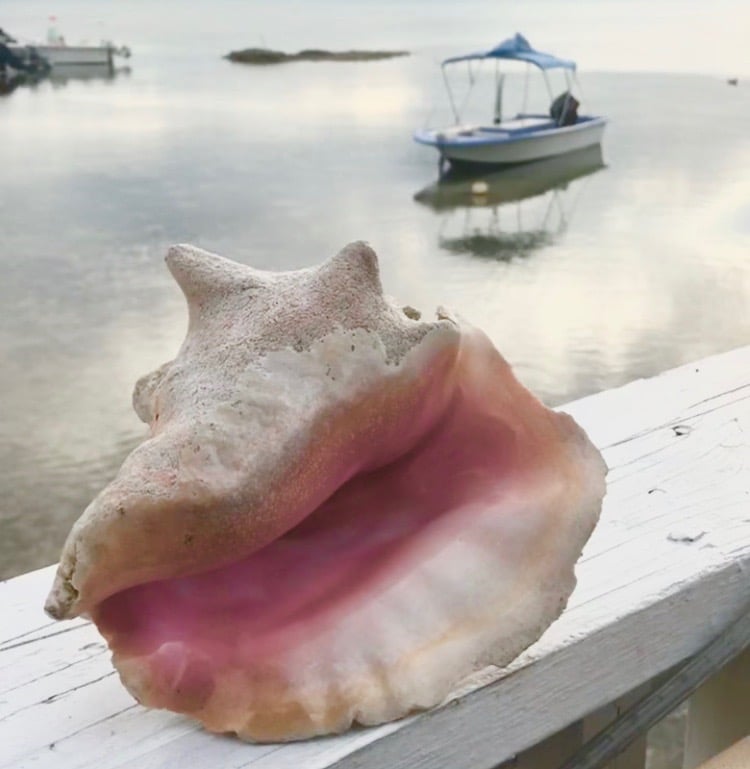 pink-conch-shell_sailboat-harbour-island-bahamas