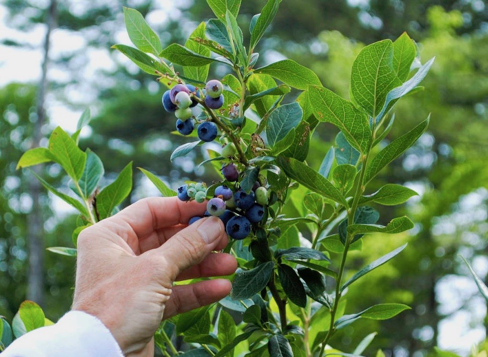 blueberry-picking-Wells-Maine