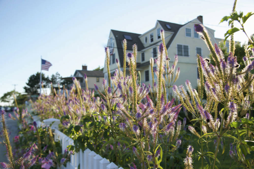 The-Tides-Beach-Club_purple-celosia_Goose-Rocks-Beach