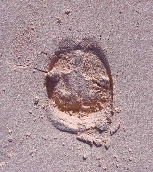 pink-sand-beach_horse-hoofprint