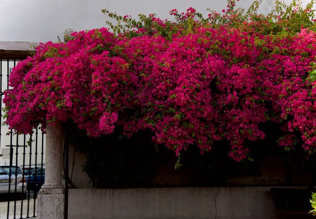 giant-bougainvillea_portuguese-flowers-bougainvillea_Lisbon-travel-guide