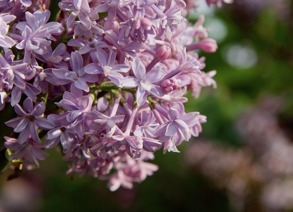 purple-lilac-in-bloom