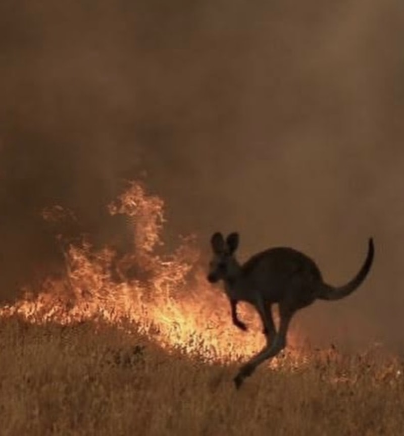 australia wildfires pictures