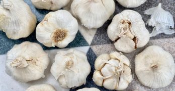 garlic-for-memory-loss