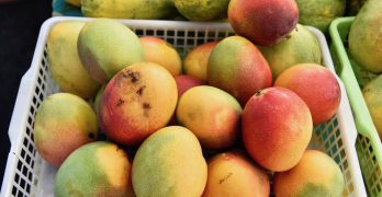 hawaiian-mangoes