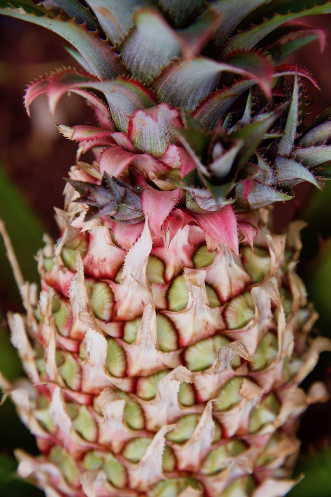 pink-pineapple-oahu