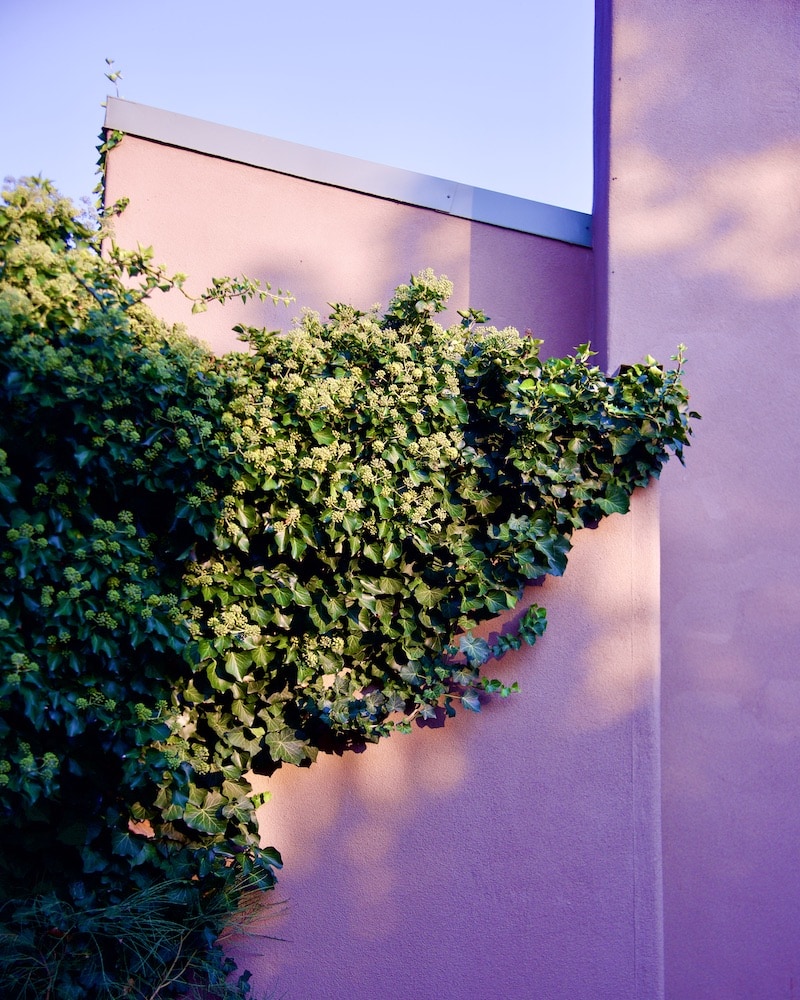 desert-plants-santa-fe