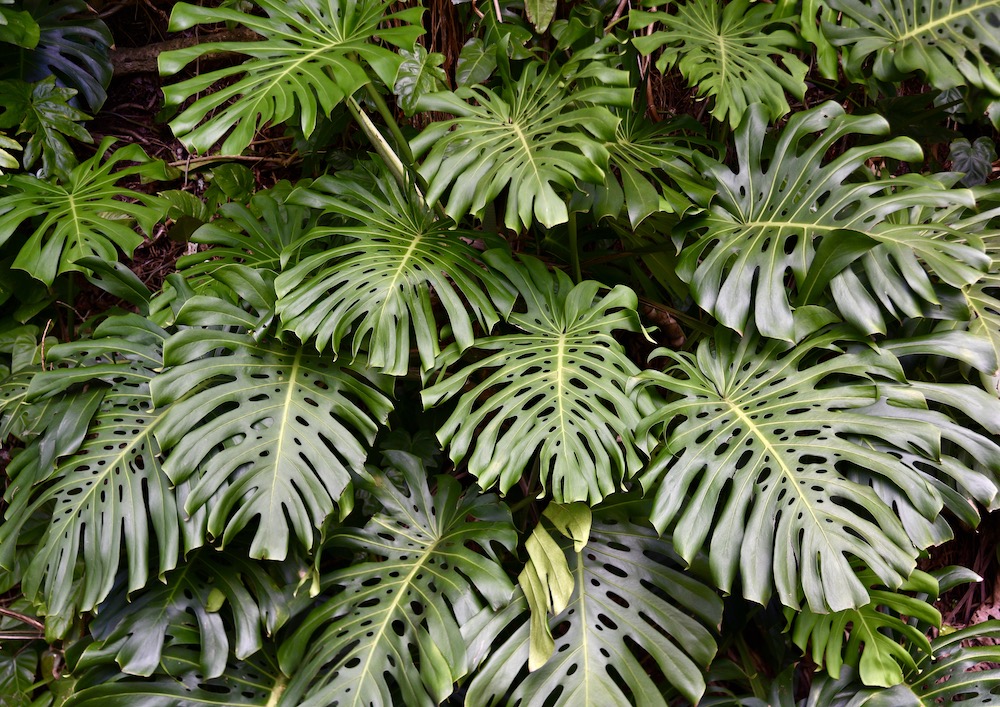 monstera-leaves-hawaii