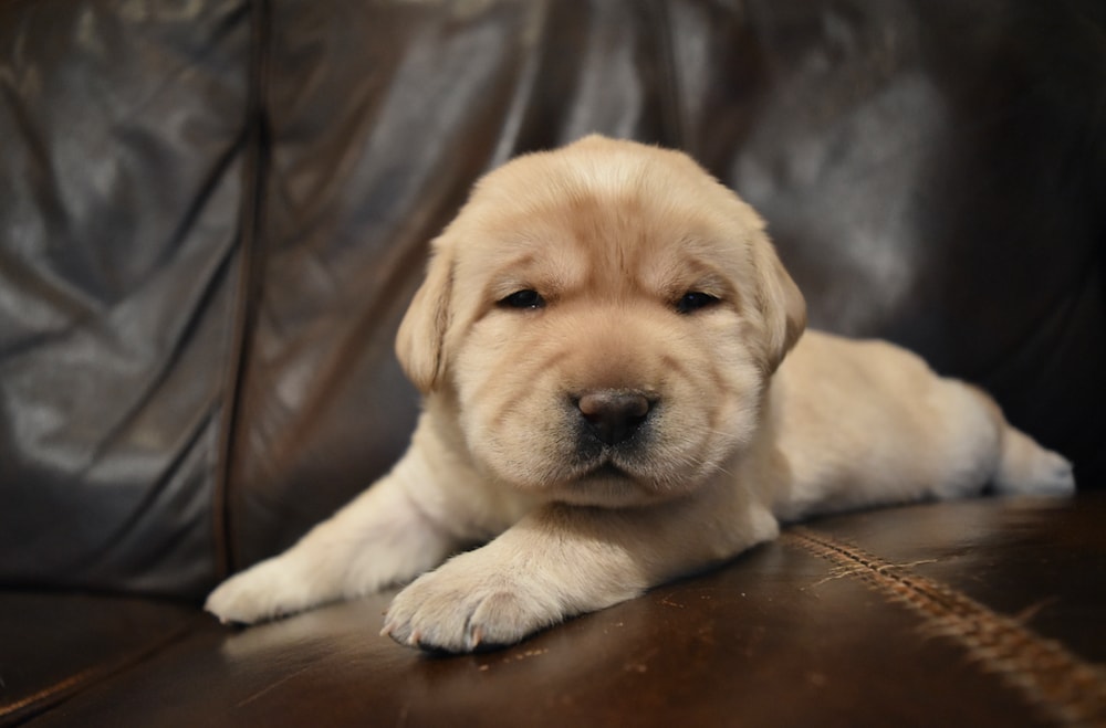 puppy-training-assistance-dogs-of-the-west