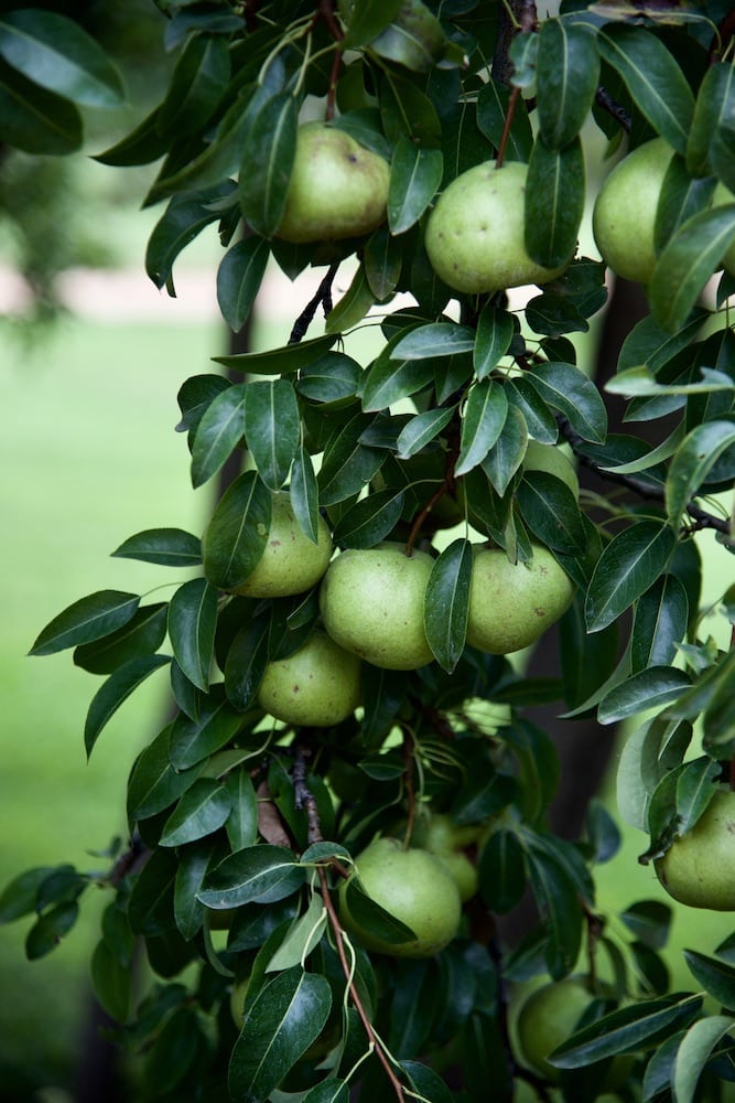 santa-fe-new-mexico-pears