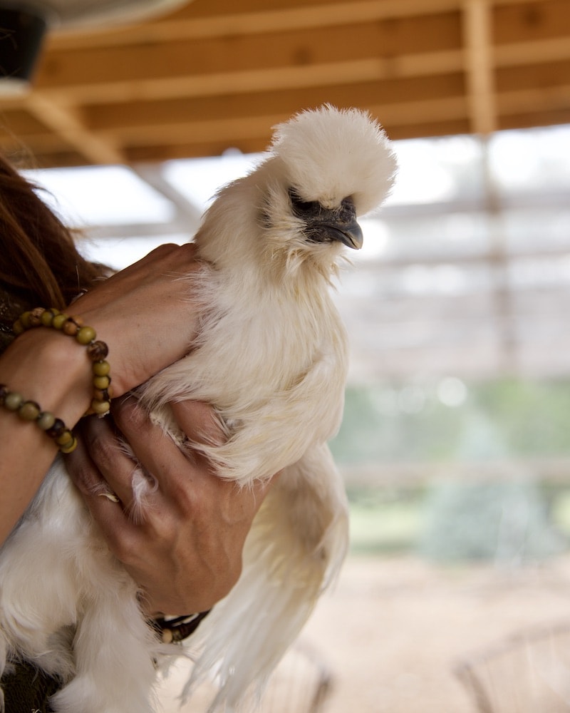 silkie-chicken-experience_santa-fe-new-mexico