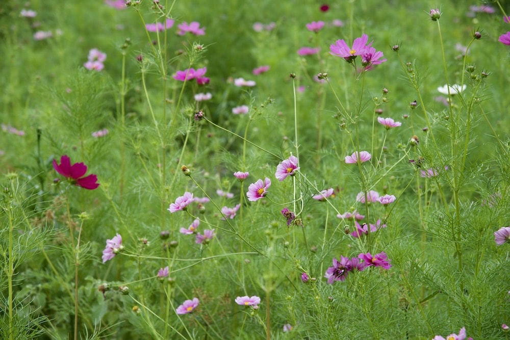 wildflowers-santa-fe-new-mexico