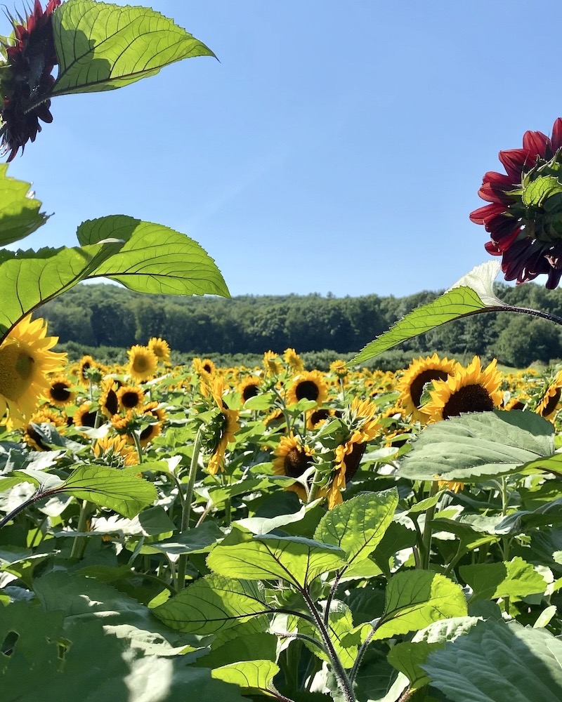 dame farm and orchards