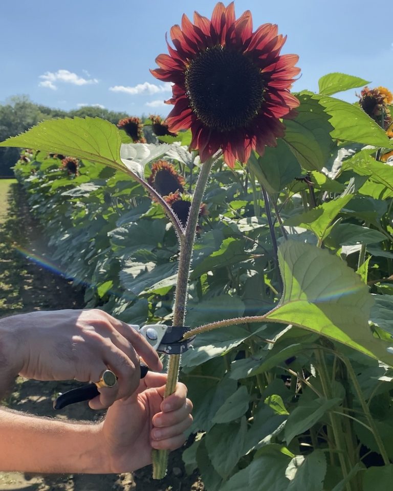 We Love This Enchanting Rhode Island Sunflower Farm - Grace & Lightness 