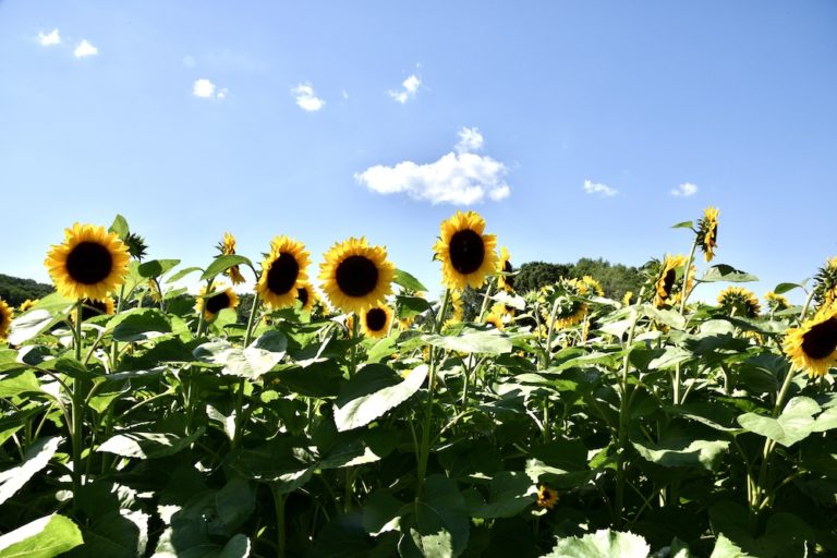 We Love This Enchanting Rhode Island Sunflower Farm Grace & Lightness