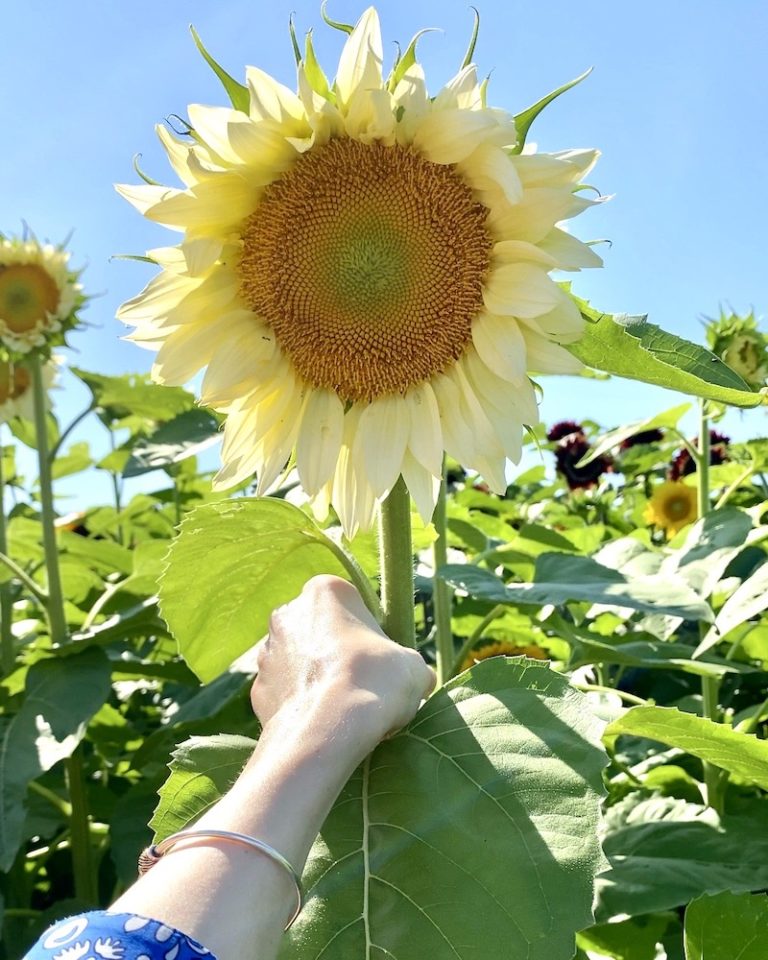 We Love This Enchanting Rhode Island Sunflower Farm Grace & Lightness