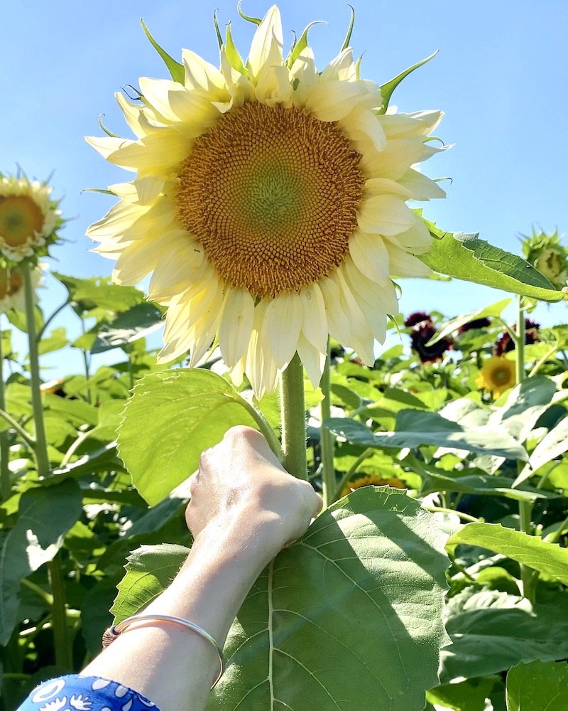 beautiful yellow sunflower