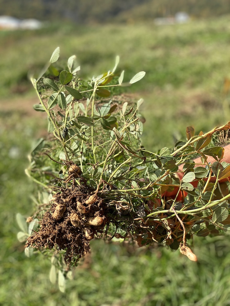 what does a peanut plant look like