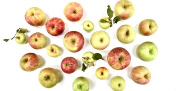 apple-picking-northern-virginia