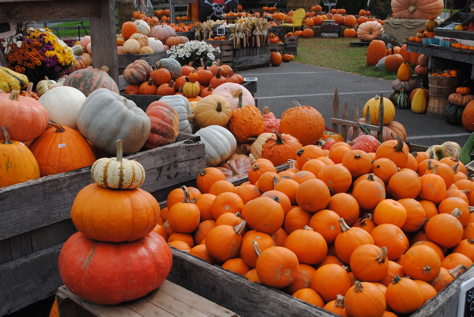 pumpkin picking northern virginia