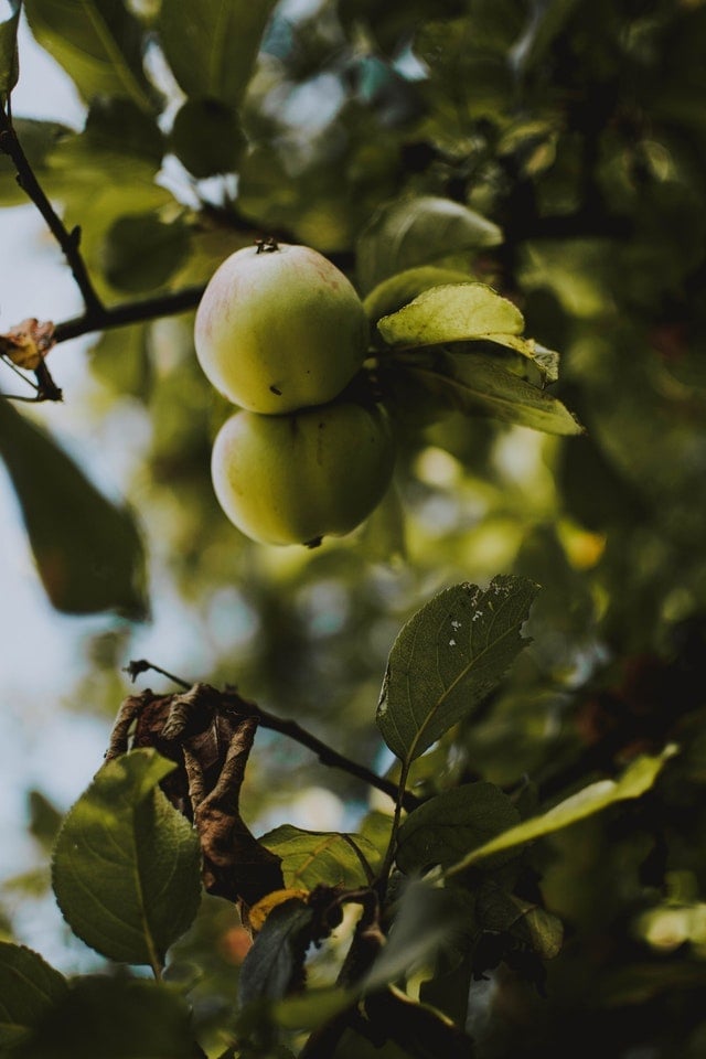 apple picking virginia