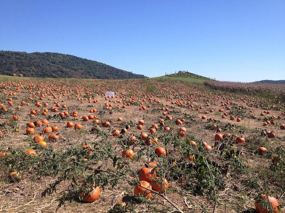 pumpkin picking northern virginia