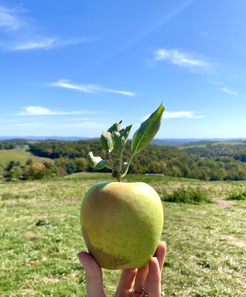 apple picking northern virginia - most beautiful apple orchard northern virginia