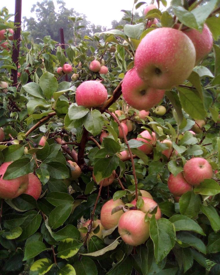 apple picking northern virginia