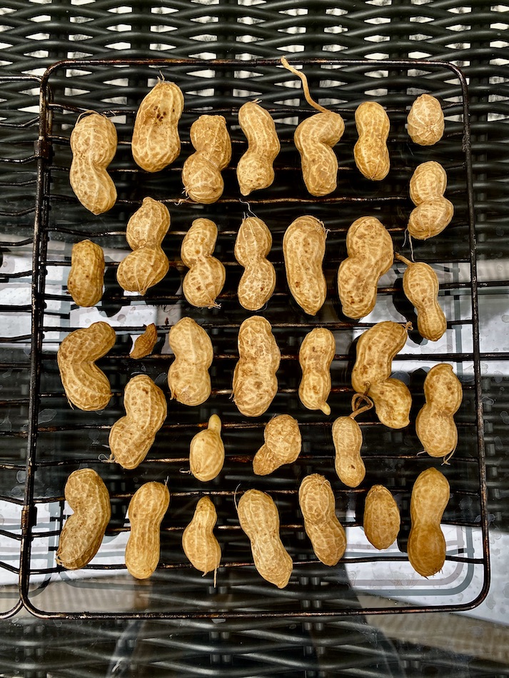 peanut picking virginia