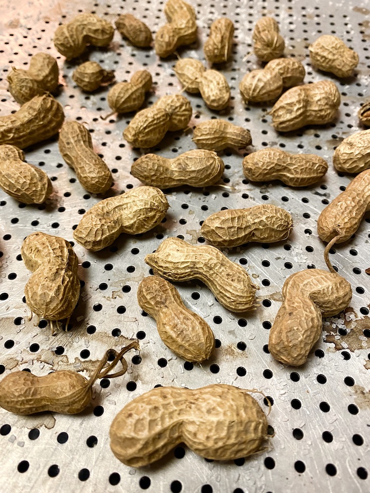 how to roast raw peanuts in shell