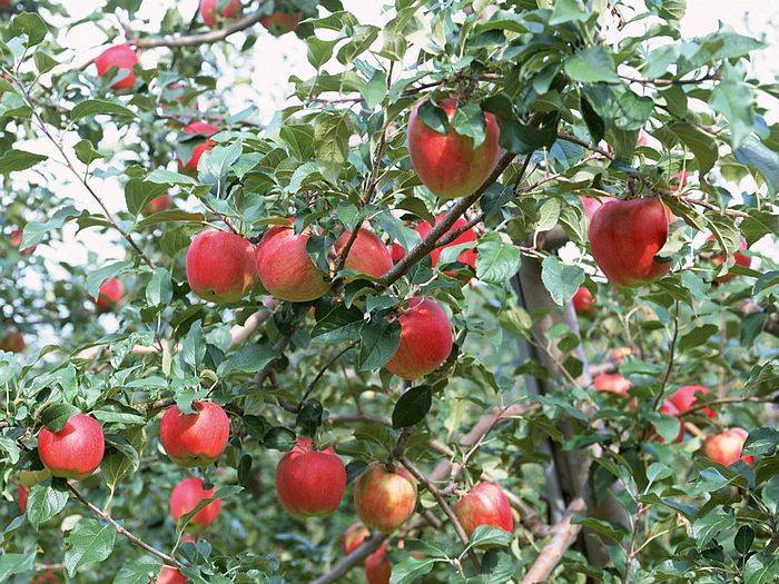 apple picking northern virginia