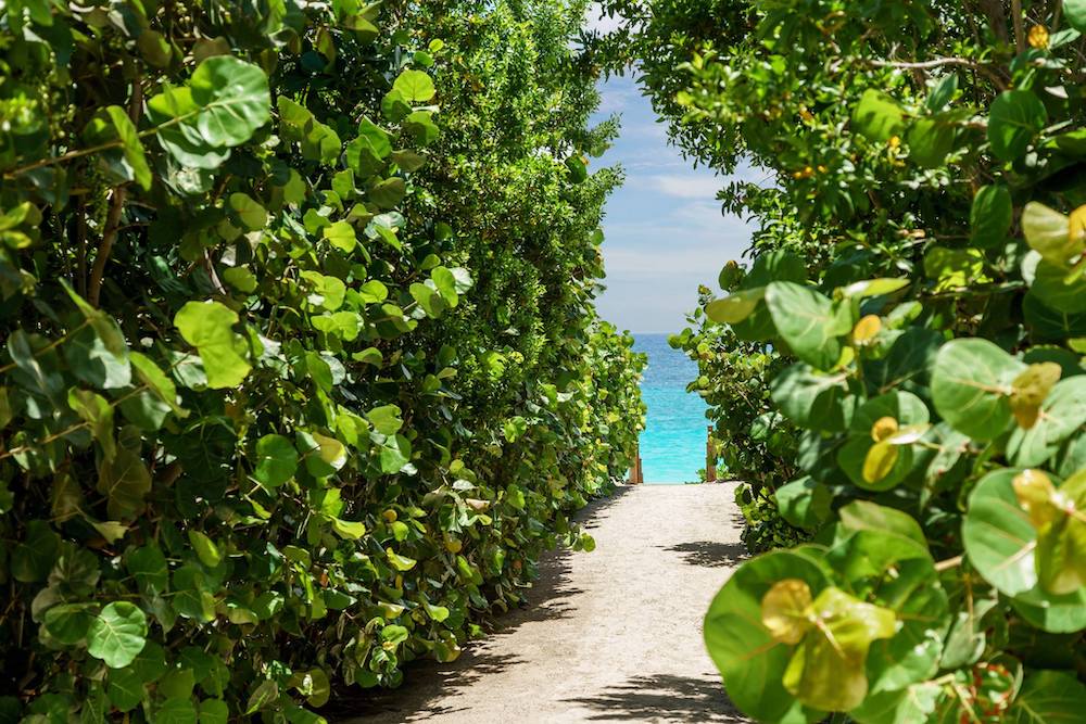 harbour island bahamas pink sands beach