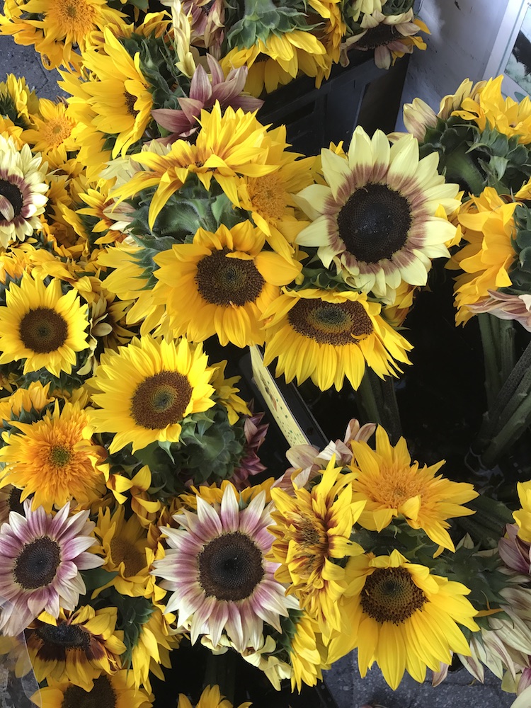 where-to-buy-flowers-nyc_sunflowers