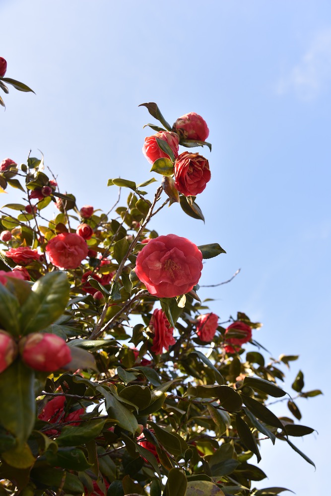 camellia-flowers