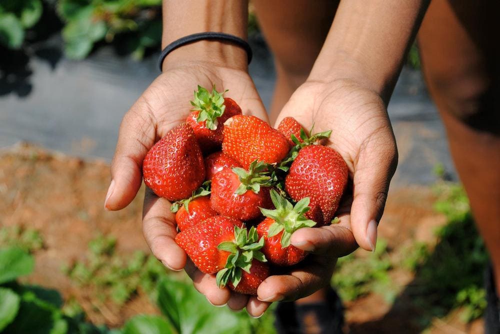 strawberry-picking-virginia