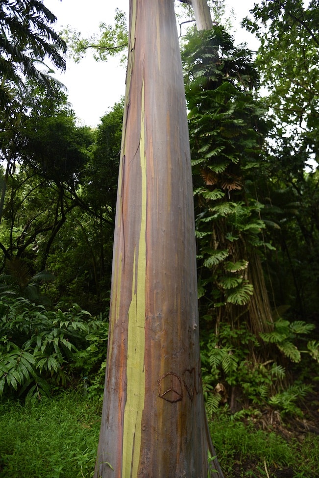 rainbow-eucalyptus-tree-road-to-hana