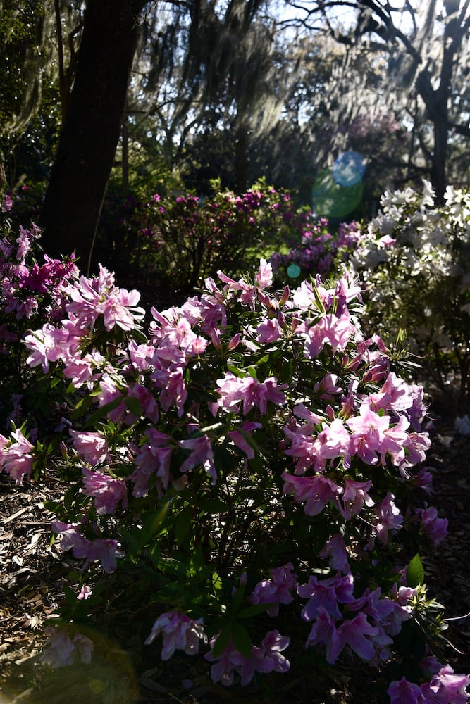 azaleas-in-bloom-savannah-georgia