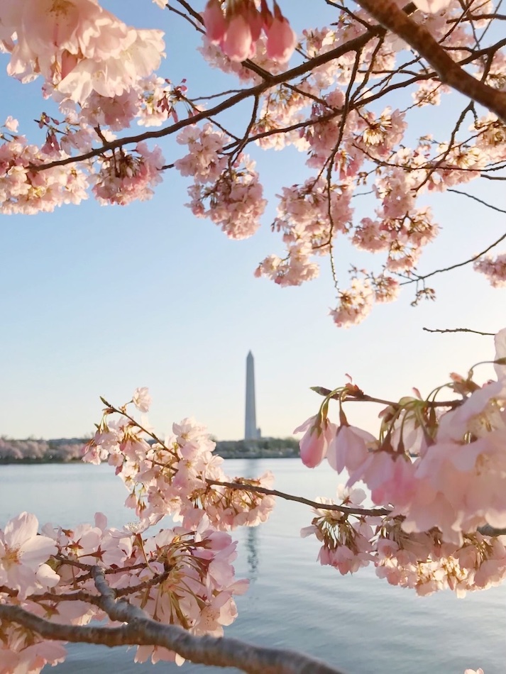 best-places-to-see-cherry-blossoms-washington-dc