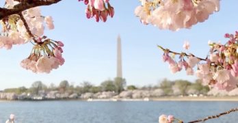 Washington-dc-cherry-blossom-festival