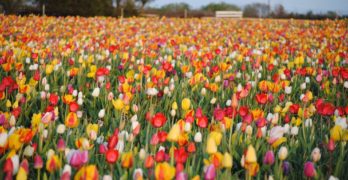 tulip-picking-northern-virginia