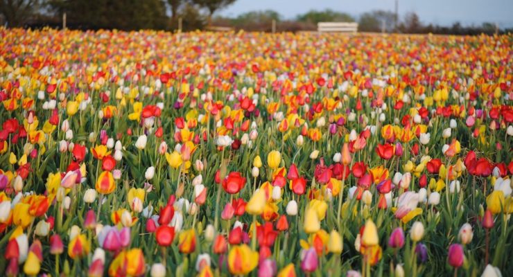 tulip-picking-northern-virginia