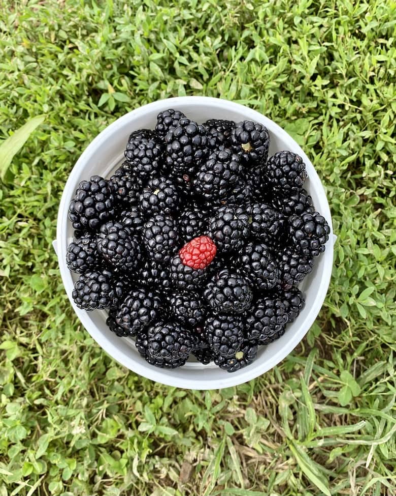 blackberry-picking-northern-virginia