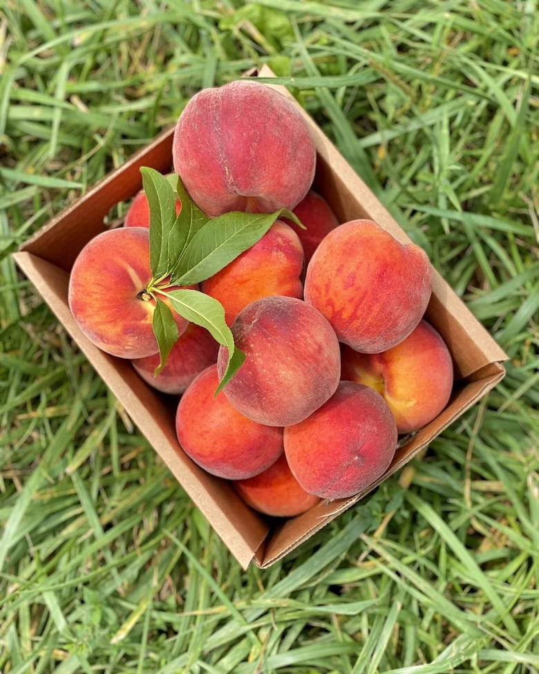 Where to Pick Peaches Around DC - Washingtonian